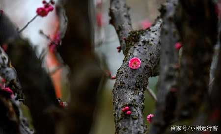 春回大地下一句