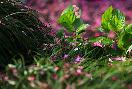 花开自有花落时下一句