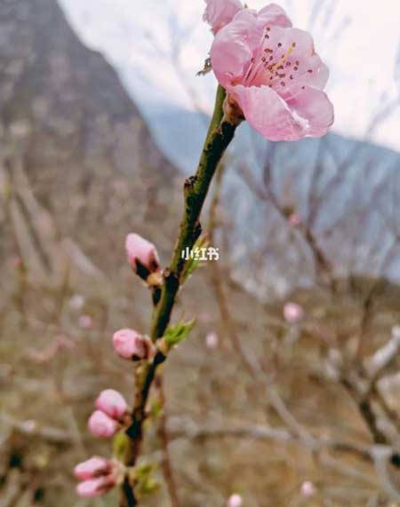 花有重开日下一句是什么