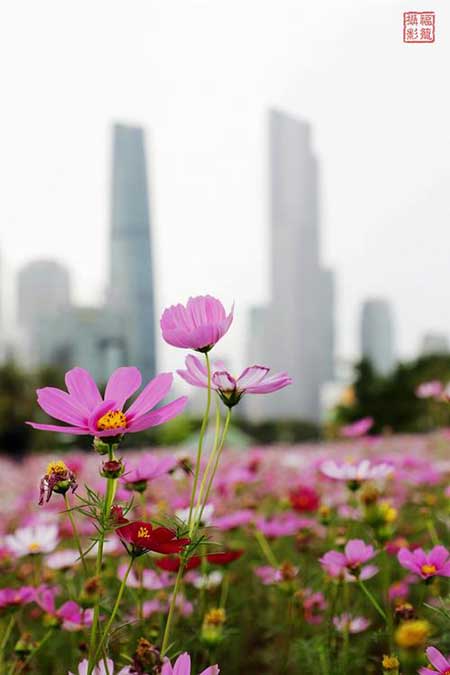 一路生花下一句是什么