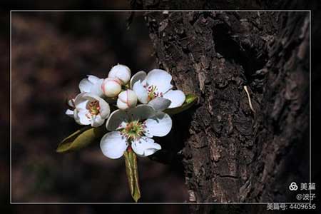 老树开新花下一句