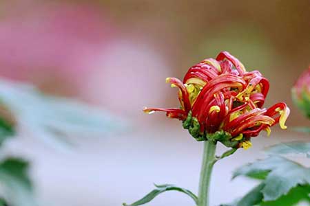 昨日黄花今犹在下一句