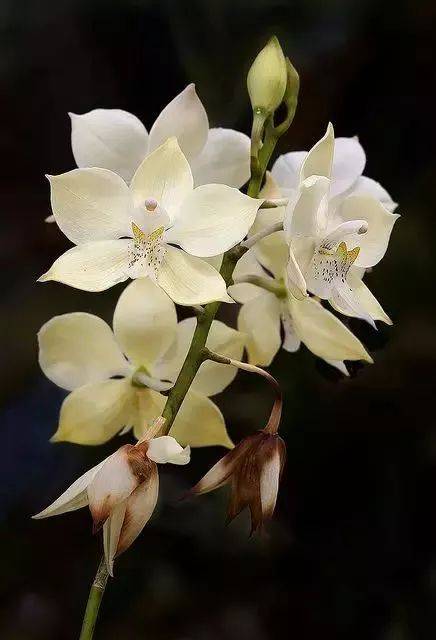 淡若清风静如兰下一句