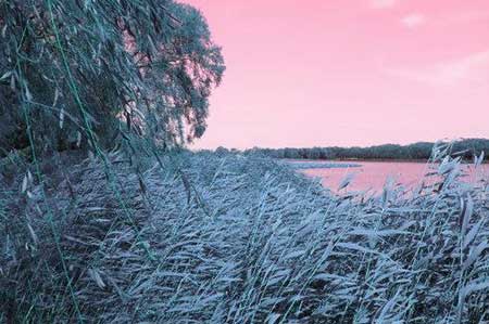 野旷天低树下一句是什么