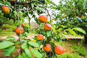 梅子金黄杏子肥的下一句是什么