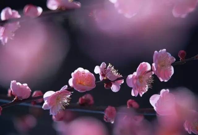 江南无所有下一句