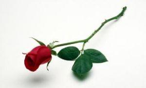 玫瑰有刺下一句