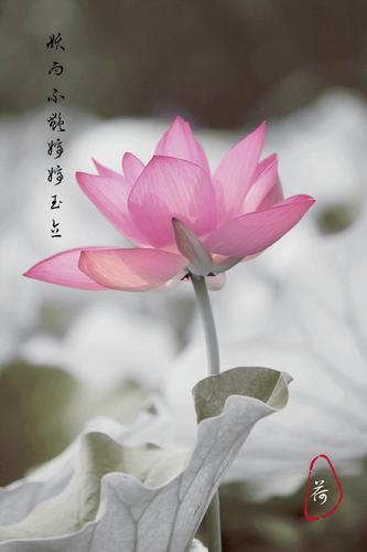 婷婷玉立下一句可接什么