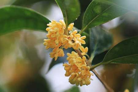 中庭地白树栖鸦下一句