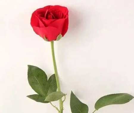 花无百日红下一句