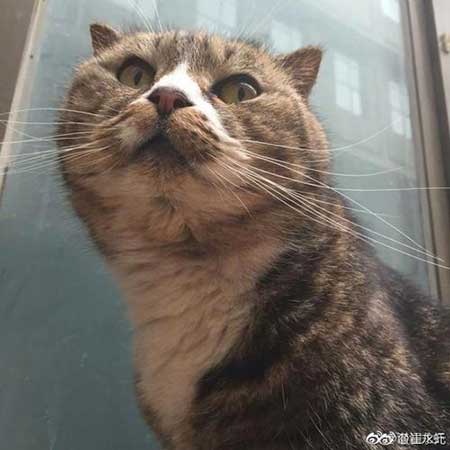 呜呼哀哉下一句怎么说