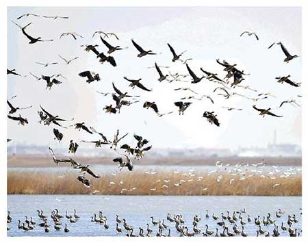 众鸟高飞尽的下一句