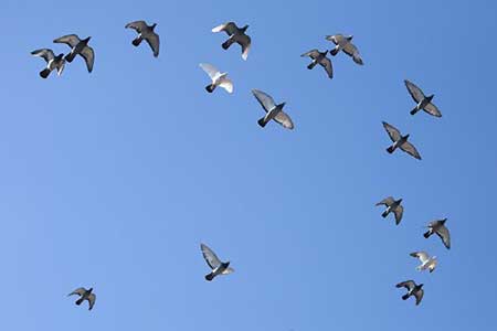 天高任鸟飞下一句