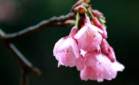 沾衣欲湿杏花雨下一句是什么