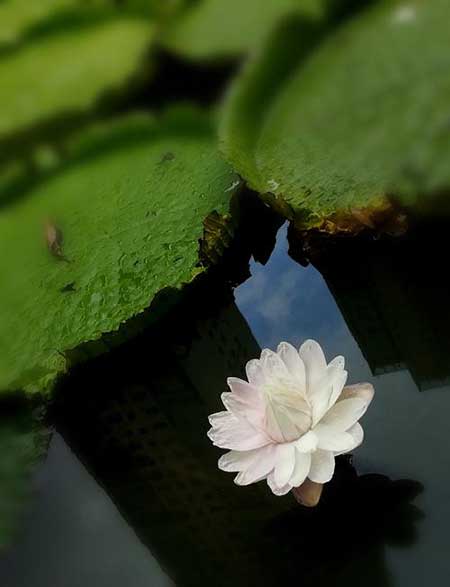 池上碧苔三四点的下一句