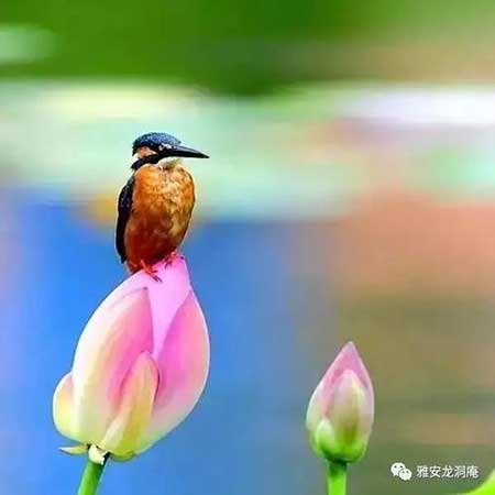 言为心声下一句