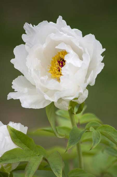 牡丹花下死做鬼也风流下一句