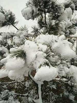 大雪压青松的下一句