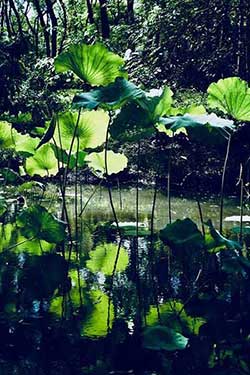 兴尽晚回舟的下一句