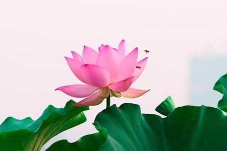 金口玉言下一句