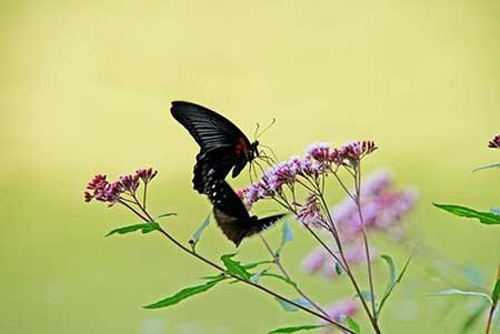 留连戏蝶时时舞的下一句是什么