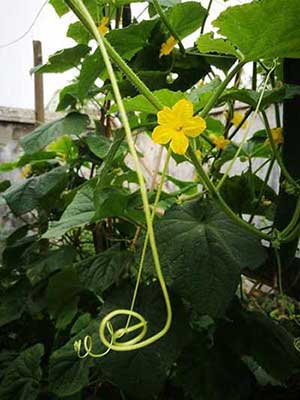 瓜田李下下一句