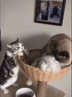 没有不偷腥的猫下一句是啥