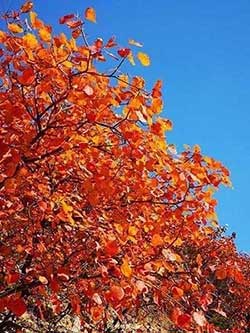 看万山红遍下一句