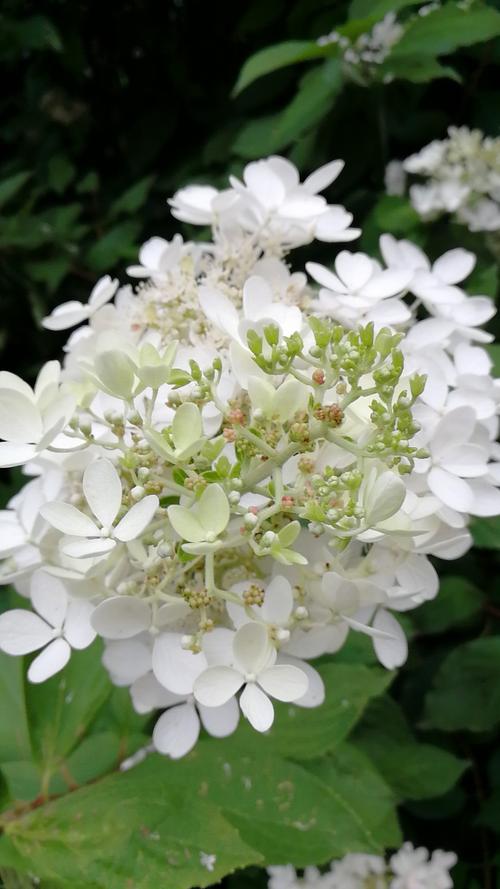 家花没有野花香下一句