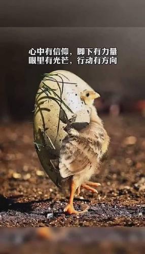双手合十的愿望里永远有你下一句