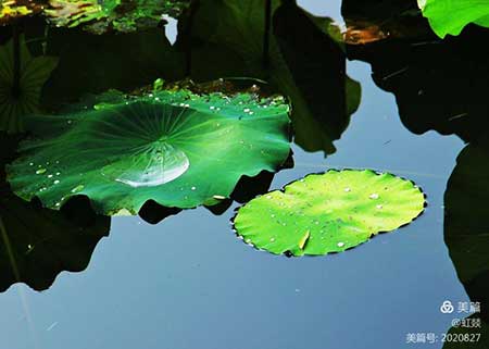 叶子出水很高下一句