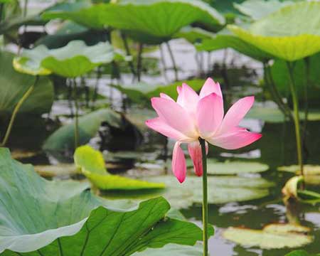 大明湖畔夏雨荷下一句