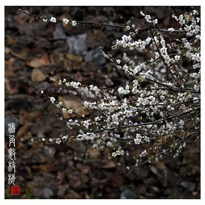 遥知不是雪的下一句