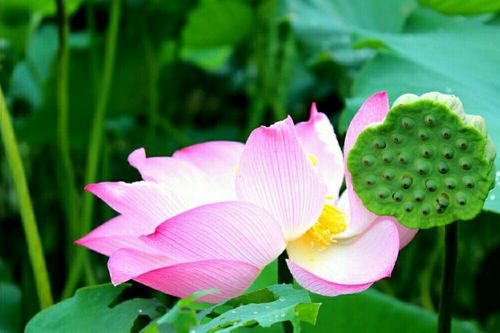 刚柔并济下一句