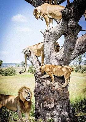 虎落平阳被犬欺下一句