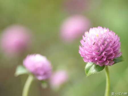 花有百样红下一句是什么