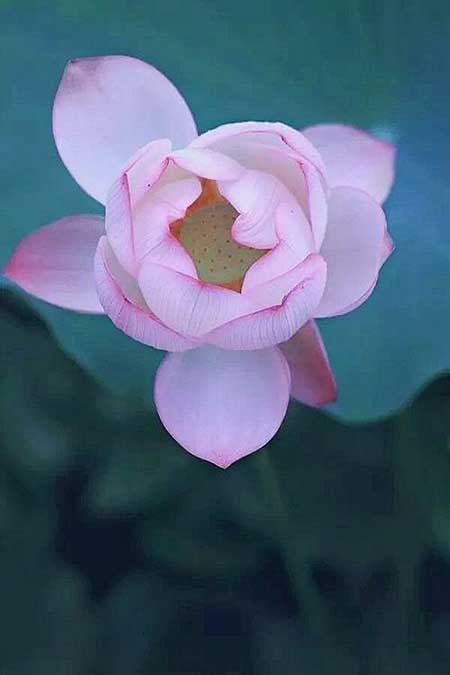 半醉半醒半浮生下一句