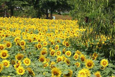 艳阳高照下一句是什么