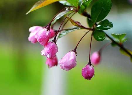 海棠花开下一句