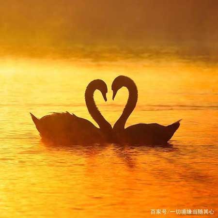 情为何物下一句是什么