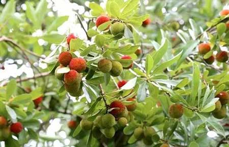 瓜熟蒂落的下一句