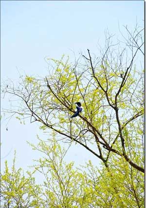 风吹杨柳千门绿的下一句是什么