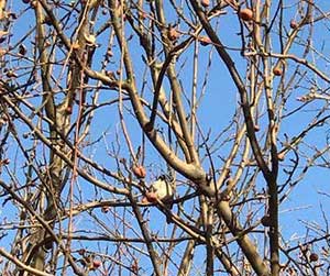 麻雀虽小下一句是什么