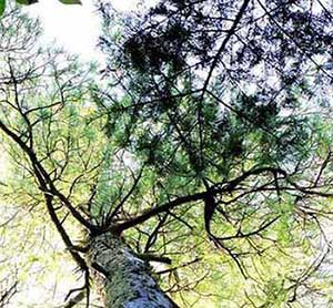 绝处逢生下一句是什么