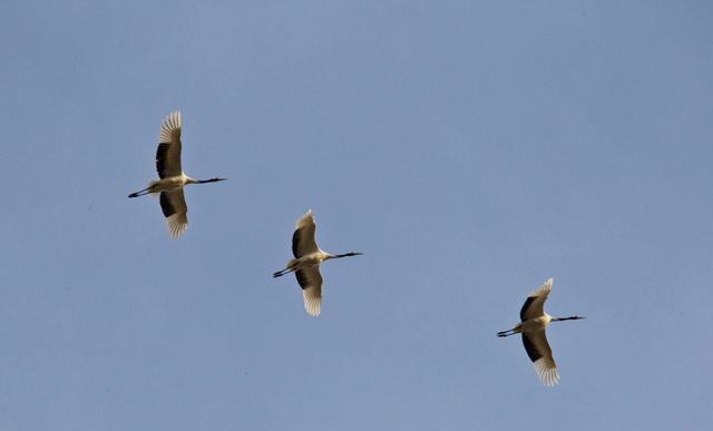 比翼双飞下一句