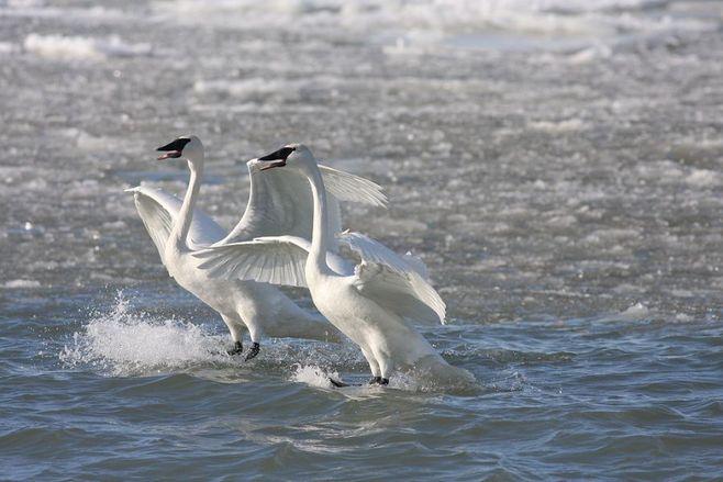比翼双飞下一句