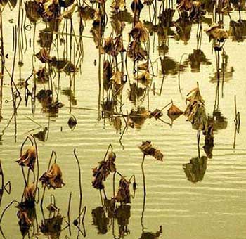 荷尽已无擎雨盖下一句