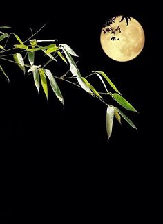 举杯邀月饮的下一句