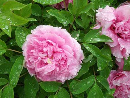 宁在花下死做鬼也风流下一句