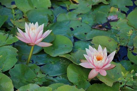 清水出芙蓉下一句